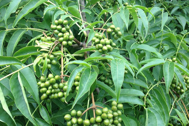 Phellodedron Phellodendron amurense