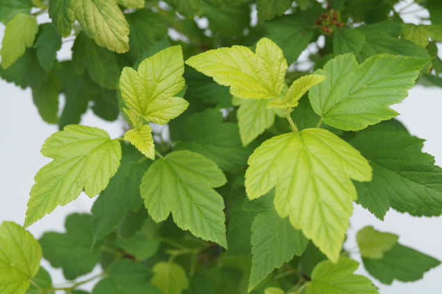 Physocarpus opulifolius 'Dart's Gold'