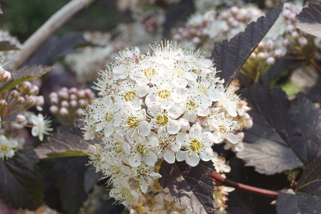 Physocarpus opulifolius 'Diabolo' bloem