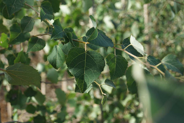 Populus tremula