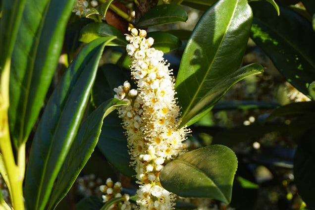 Prunus laurocerasus