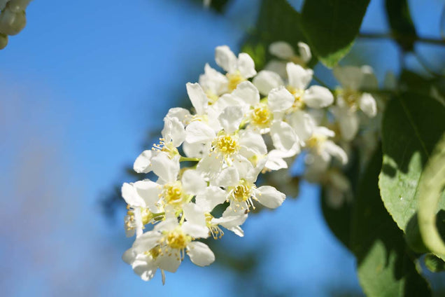 Prunus padus 'Watereri' bloem