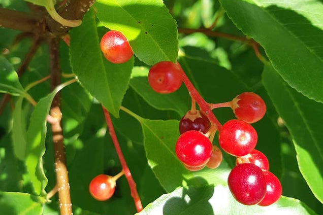 Prunus serotina vrucht