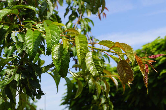 Prunus 'Kiku-shidare-zakura' blad