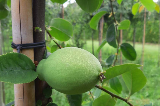 Pseudocydonia sinensis vrucht