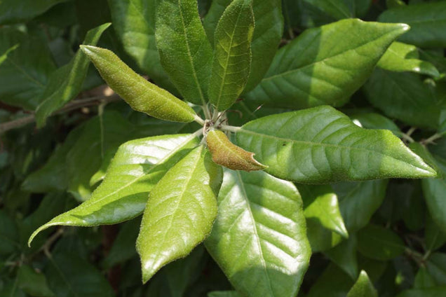 Quercus ilex blad