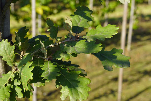 Quercus pubescens blad