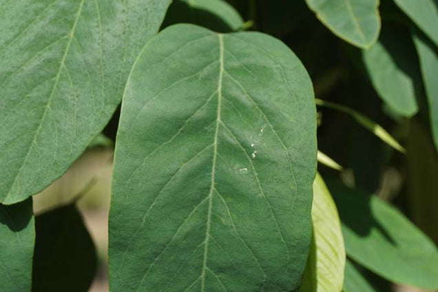 Robinia pseudoacacia 'Unifoliola' blad