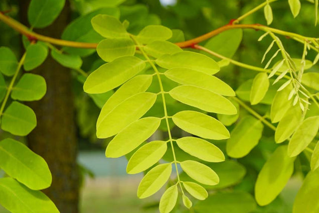 Robinia pseudoacacia 'Frisia' blad