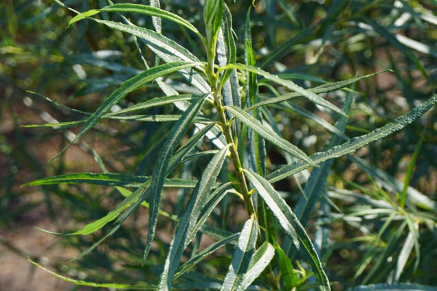 Salix fragilis blad