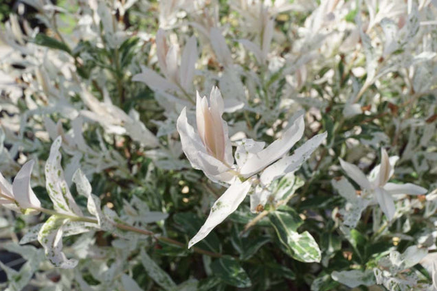 Salix integra 'Hakuro-nishiki'