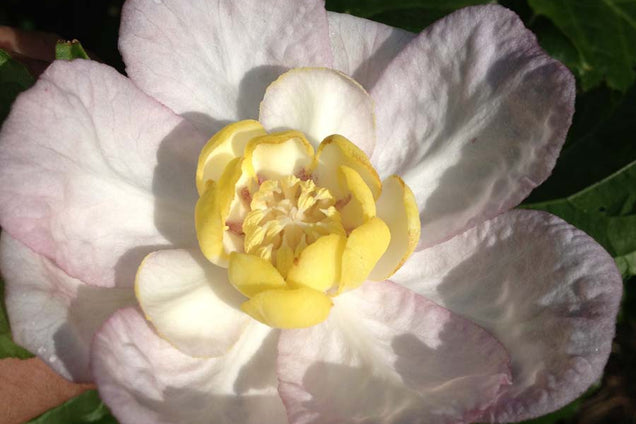 Calycanthus chinensis bloem