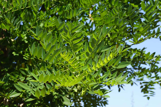 Styphnolobium japonicum 'Fleright'