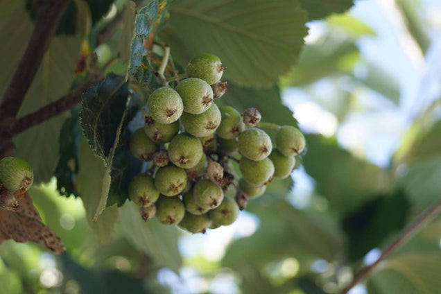 Sorbus aria 'Gigantea' vrucht