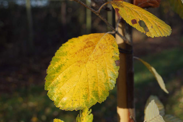 Sorbus aria 'Lutescens' herfstkleur