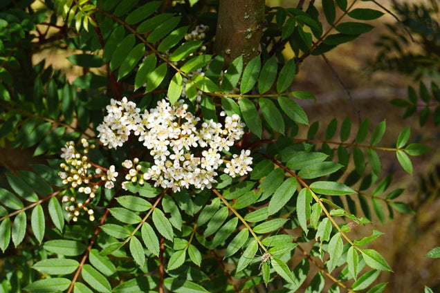 Sorbus decora bloem