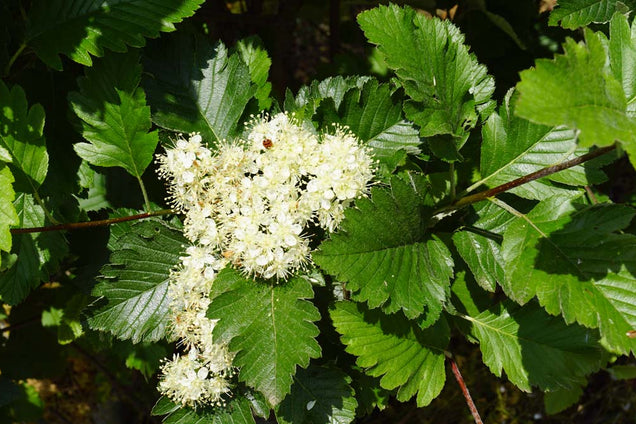 Sorbus intermedia bloem