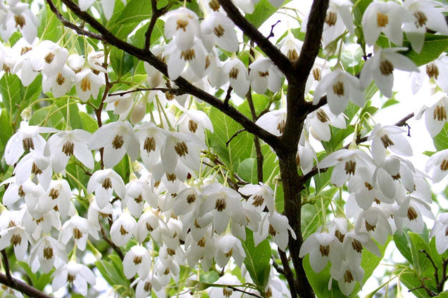 Styrax japonicus bloesem