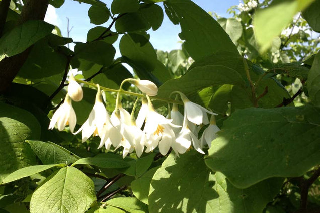 Styrax obassia bloem