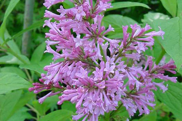 Syringa (V) 'James Macfarlane'