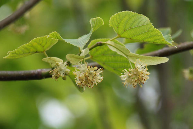 Tilia europaea 'Pallida' vrucht