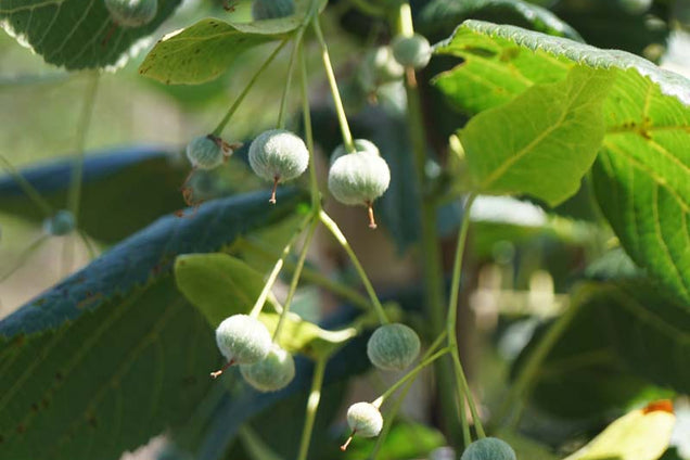 Tilia kiusiana blad