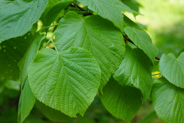 Tilia platyphyllos 'Rubra' blad