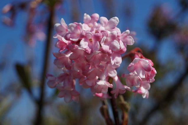 Viburnum bodnantense 'Dawn' bloem