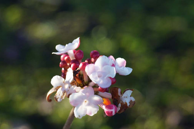 Viburnum carlesii bloem