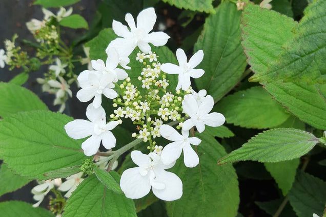 Viburnum plicatum 'Watanabe'