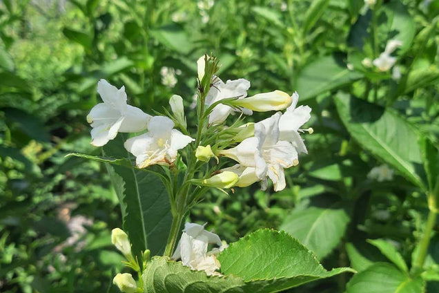 Weigela 'Candida' bloem