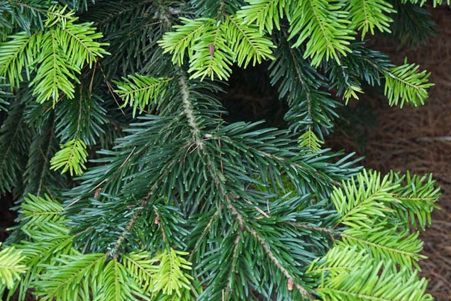 Abies nordmanniana naald
