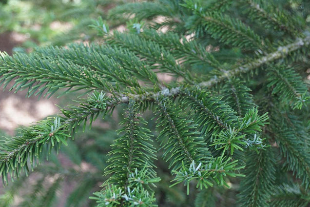 Abies veitchii twijg