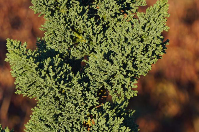 Chamaecyparis lawsoniana 'Wissel's Saguaro' naalden