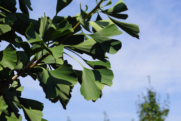 Ginkgo biloba 'Fastigiata'