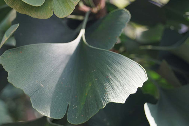 Ginkgo biloba 'Lakeview'