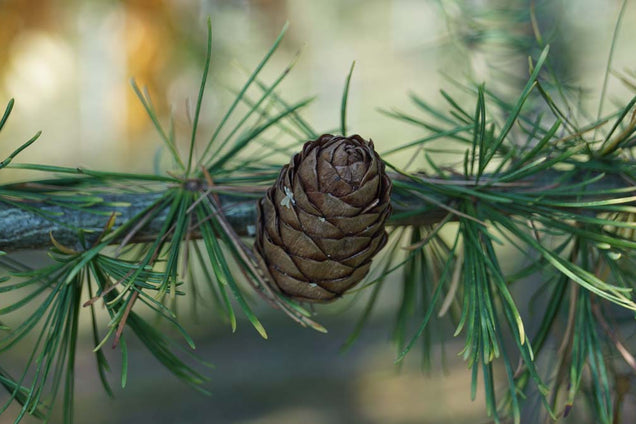 Larix decidua kegel