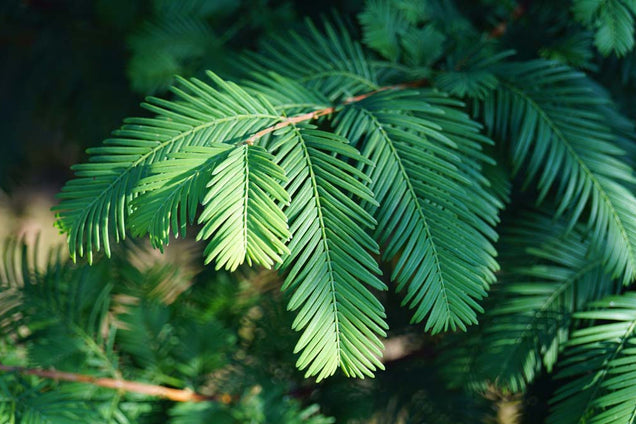 Metasequoia glyptostroboides blad