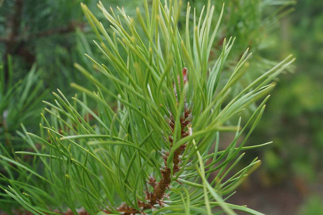 Pinus contorta naald