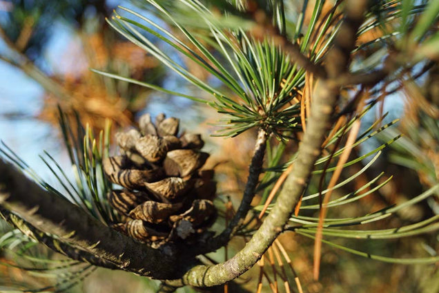 Pinus parviflora 'Green Monkey'