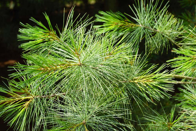 Pinus strobus naalden