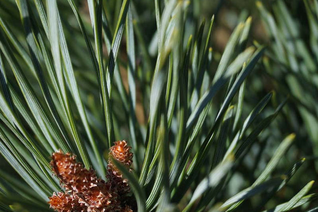 Pinus sylvestris 'Watereri' naald