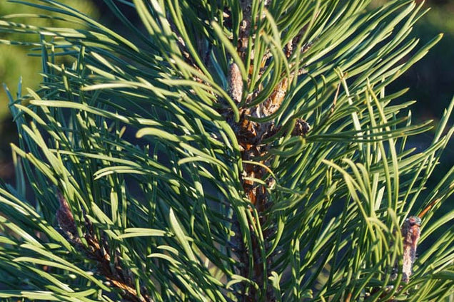 Pinus mugo uncinata