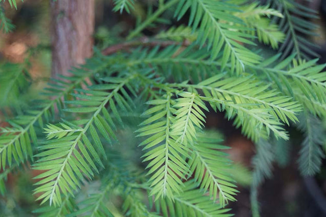 Sequoia sempervirens naald