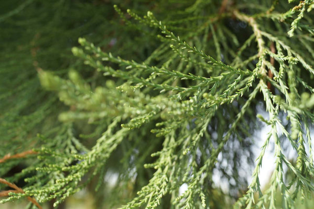 Sequoiadendron giganteum naald