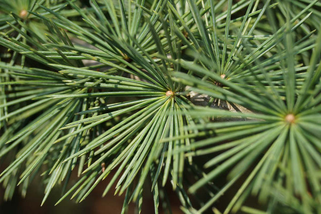 Pseudolarix amabilis naald