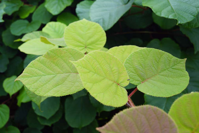 Actinidia deliciosa 'Hayward' blad