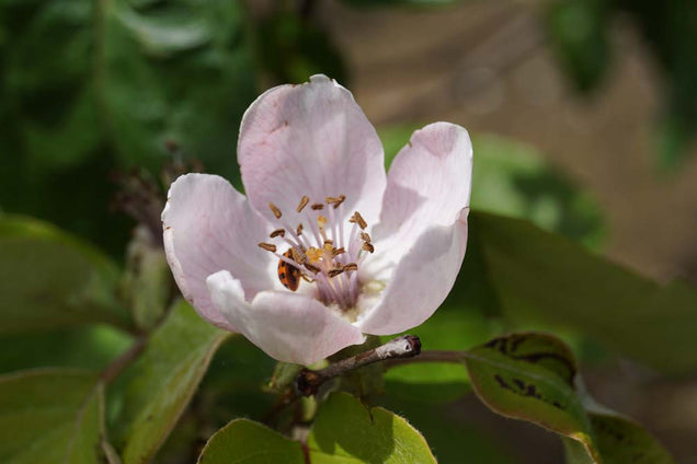 Cydonia oblonga 'Vranja' bloem