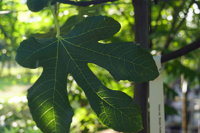 Ficus carica 'Brown Turkey' blad