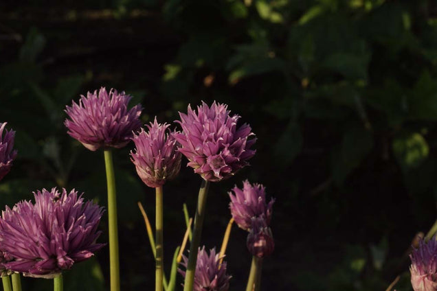 Allium schoenoprasum bloem